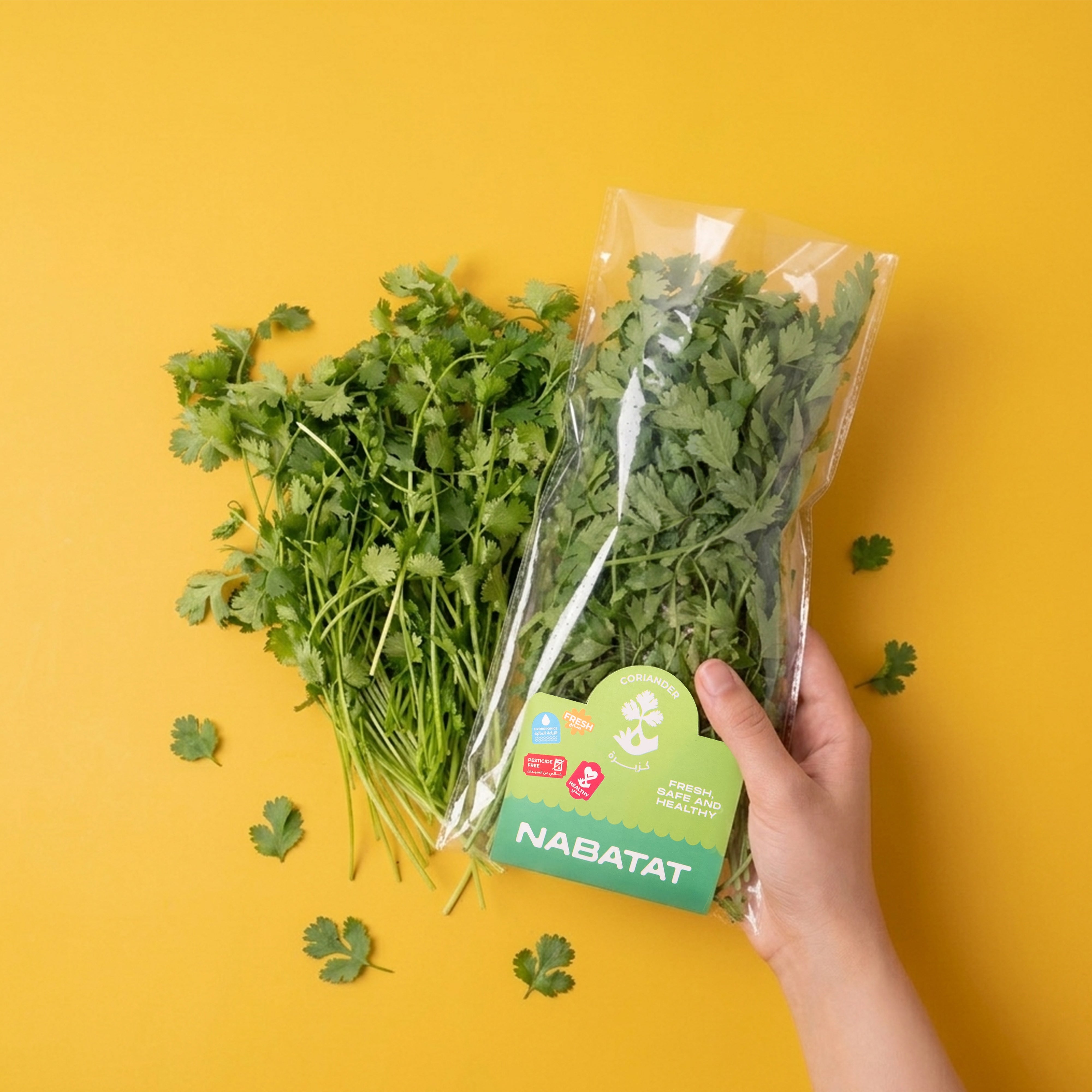 Coriander