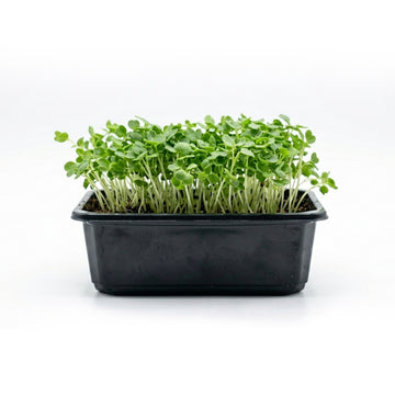 Microgreens